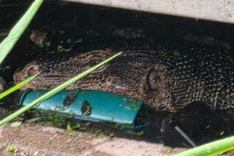 驚見巨蜥生吞棄嬰！ 慘遭啃食剩軀幹 泰村民嚇壞了