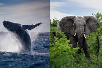 別再養鯨魚跟大象當寵物了！這國一次禁掉120種動物種類