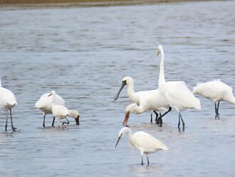 人工光害危及候鳥 環團促修法