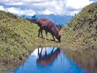 花蓮 台灣水鹿 慘死奇萊鹿茸齊斷