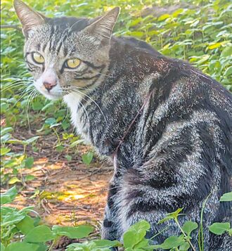 铁砧山公园疑有虐猫 动保处派员尚未寻获