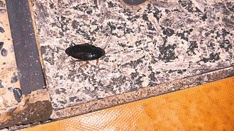 台東燈光秀變「蟑螂秀」 遊客驚逃