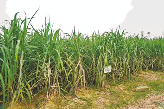 台糖首任總經理 曾創中國煉糖廠