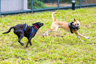 台灣人在大陸》借鑑台灣 打造廈門友善寵物城市
