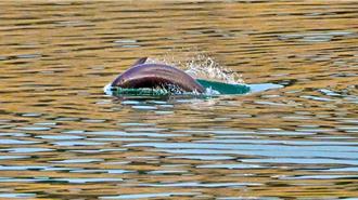 長江十年禁漁第五年之一：亮出成績單