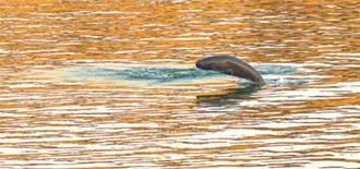 長江十年禁漁第五年之二：漁民轉產就業、生態逐步改善