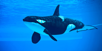 水族館關閉4個月 虎鯨、海豚遭棄 泡「腐水池」自生自滅