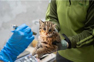 台北動物園小石虎命名出爐！「捲心蛋 」、「 捲心糕」獲選