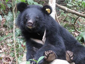 台灣黑熊下山了 林保署最新發現 族群擴散低海拔