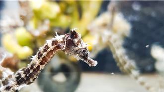 超萌海神坐騎誕生 海生館迎來可愛海馬小寶寶