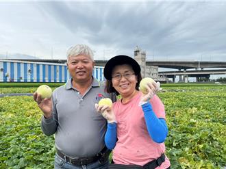 昔日滿地瓜香！霧峰五福瓜田榮景不再 農友堅持種瓜盼傳承
