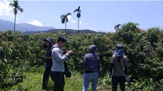 今年荔枝又減產！3月低溫是元兇 農業部公告救助