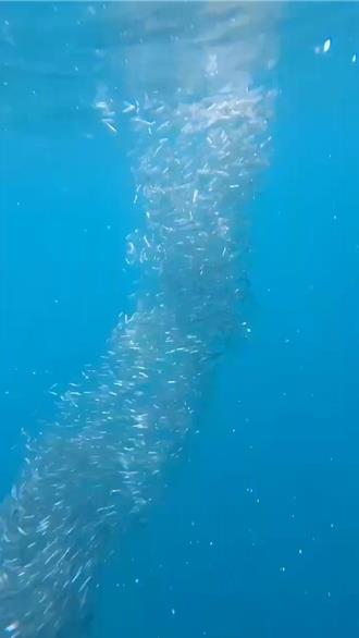 海中龙卷风？ 上万只小鱼群聚成「鱼柱」：反成鲸鲨大餐