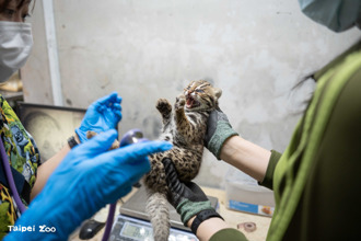 石虎宝宝命名出炉「野兽、仙贝」GG 千人怒灌北市动物园脸书：黑箱