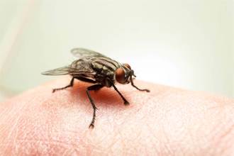 蒼蠅別用手打！他曝「恐怖經歷」 釣出大票共鳴：死前還會噴