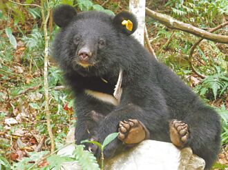台灣黑熊族群增 擴散至低海拔