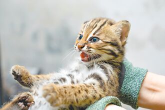 台北 石虎名公布 捲心蛋、捲心糕獲選