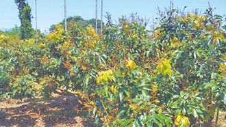 雲林 荔枝失收逾5成 補助今起申請