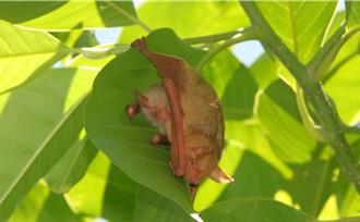 搶救黃金蝙蝠！雲林蝙蝠館發起公民科學調查全面守護