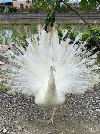 影》「白孔雀」宜蘭街頭趴趴走 影片一出圈粉無數