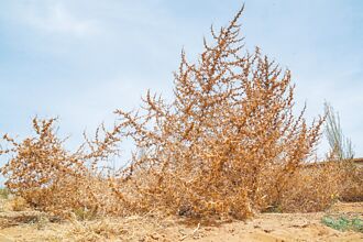 陸多地荒旱 陝西雨量64年新低