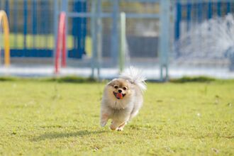 毛孩经济夯 客制食品科学化