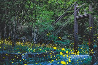 初夏游阿里山 赏萤追银河