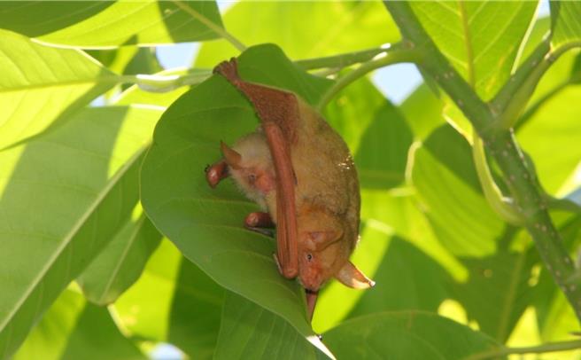 全台黃金蝙蝠日益減少，水林鄉黃金蝙蝠生態館18日表示已規畫公民科學調查活動，招募民眾一起來關注黃金蝙蝠生態。（黃金蝙蝠生態館提供／張朝欣雲林傳真）