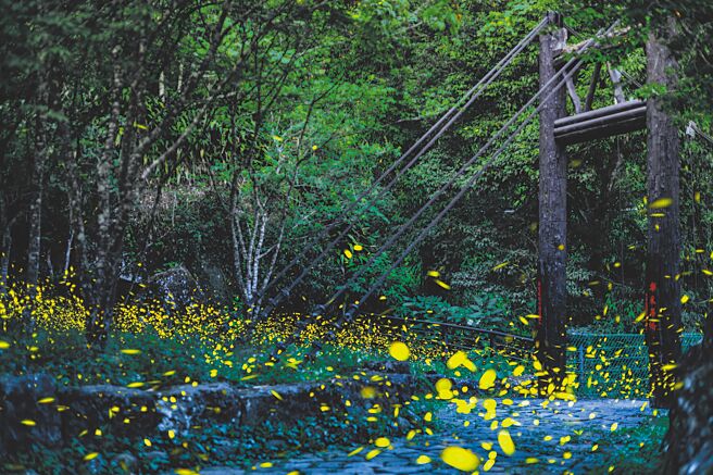 螢火蟲在5月間於阿里山現蹤，迷糊步道是季節限定的賞螢熱門地點之一。（阿里山英迪格酒店提供）