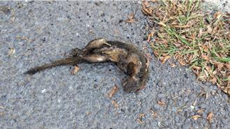 獨家》核電剛停止運轉 台南又有松鼠害跳電