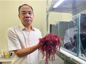 中山大學紅翎藻固碳研究 開創海水結合畜牧廢水養殖新路徑