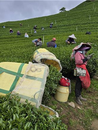 5月春茶採收期 中市和平公所、農會共同推廣梨山茶葉