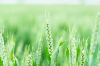 「將軍星」小滿後發威！4生肖戰力超強 屬羊準備發財