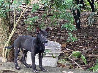 動物收容所爆虐待 立委批「3年6起無人遭送辦」農業部回應了