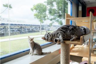 从少子化到毛孩经济！「科学饲粮、精致照护」抢攻高端宠物商机