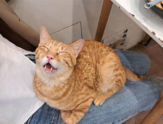 新世代最青－新世代掀宠物纪念物风潮