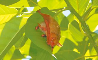 雲林 護黃金蝙蝠 生態館揪保育調查