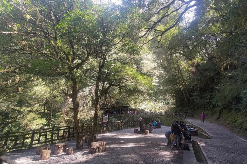 巨木陪你一起聽音樂。（圖／林業保育署新竹分署）