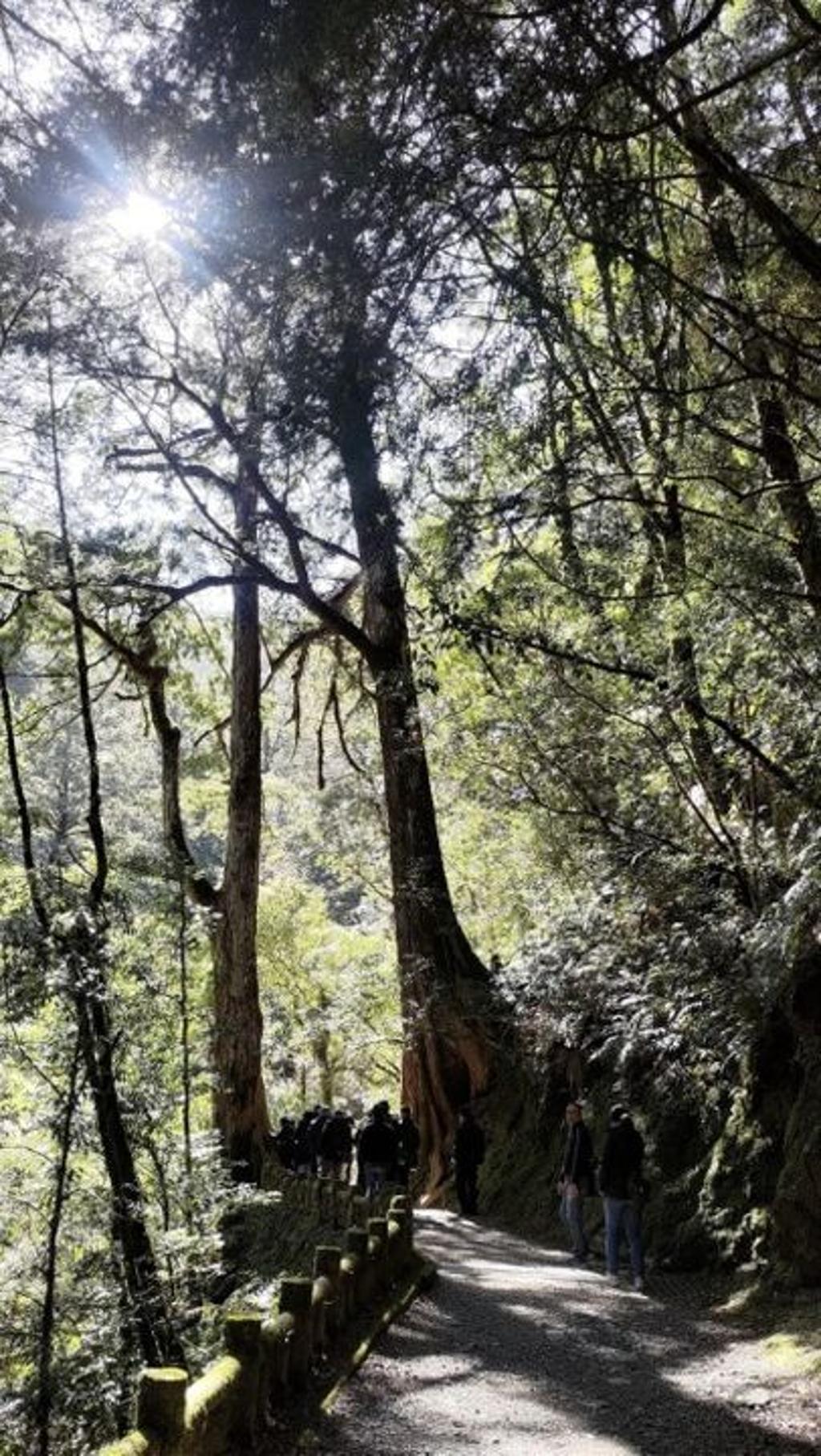 拉拉山國家森林遊樂區。（圖／林業保育署新竹分署）