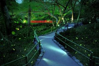 東京市區賞螢秘境！樁山莊飯店「螢火蟲之夜」夢幻登場