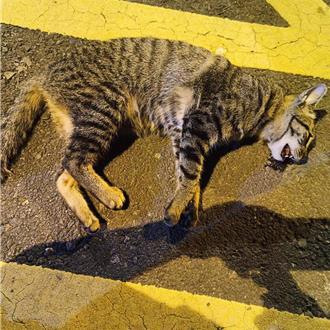 台中大里浪貓疑遭毒殺吐血亡 見市場1告示 動保處帶回追查