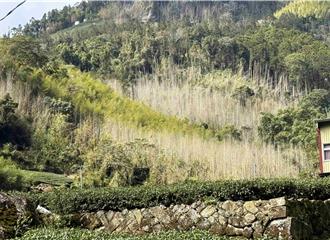 阿里山轎篙竹大規模變色枯死 災情持續擴大 農業部祭對策
