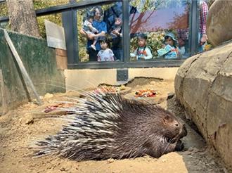 壽山動物園變烤箱 動物曝曬進食 觀光局允改善