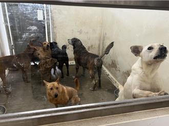 台北動物之家納咖啡廳、獨立犬運動場 中繼園區人力短缺成隱憂
