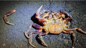 小琉球陸蟹降海釋幼遇旅遊旺季 鵬管處護蟹行動設友善廊道