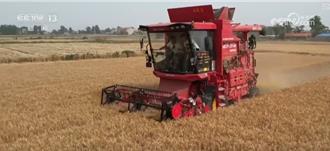 華北小麥灌漿  西南麥區開鐮！跨區農機手奔赴各地搶收割