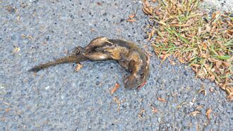 動物惹禍？高雄、台南、台東停電