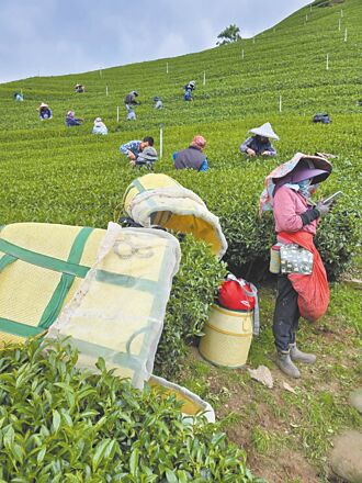 和平公所携手农会 促销梨山茶