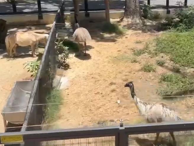 高市議員白喬茵今（20）日在總質詢痛批，壽山動物園遮蔭設施不足，動物曝曬在35度高溫進食。（圖／白喬茵）