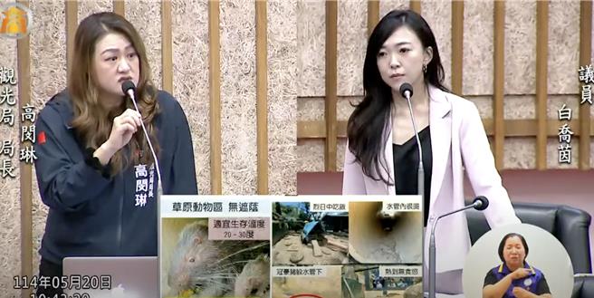 高市議員白喬茵今（20）日在總質詢痛批，壽山動物園遮蔭設施不足，動物曝曬在35度高溫進食，觀光局長高閔琳回應，每個動物展區均設有遮蔭設施，但承認仍有改善空間。（翻攝自高市議會網站）